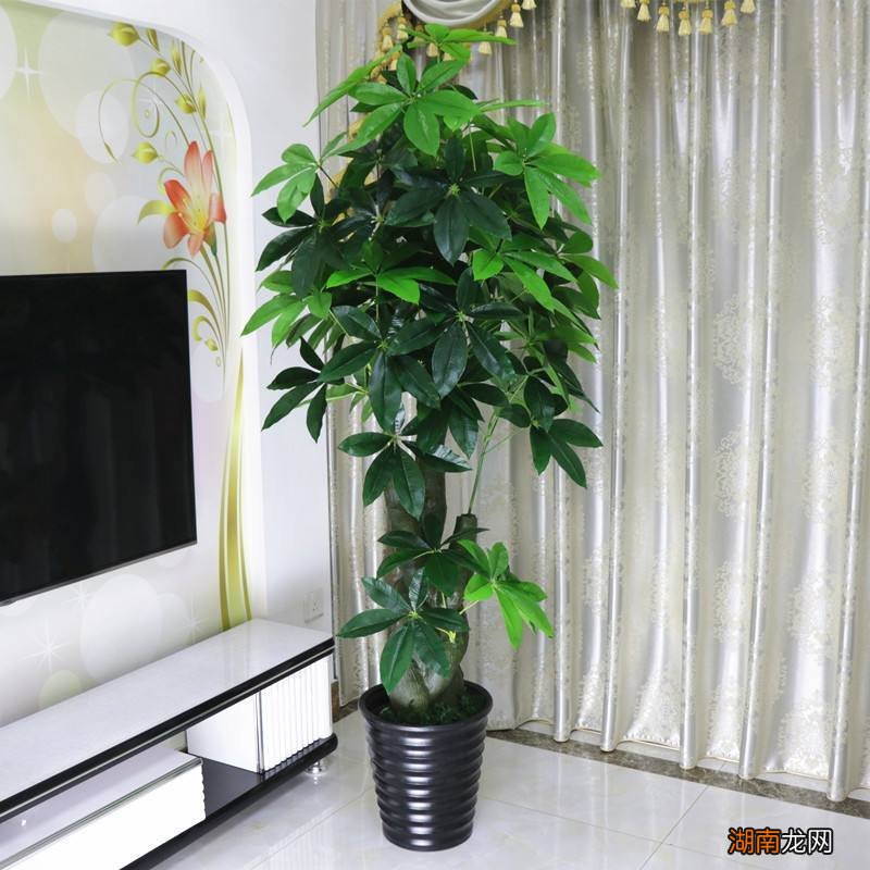 发财树浇啤酒水叶绿长得旺 发财树用啤酒养才茂盛