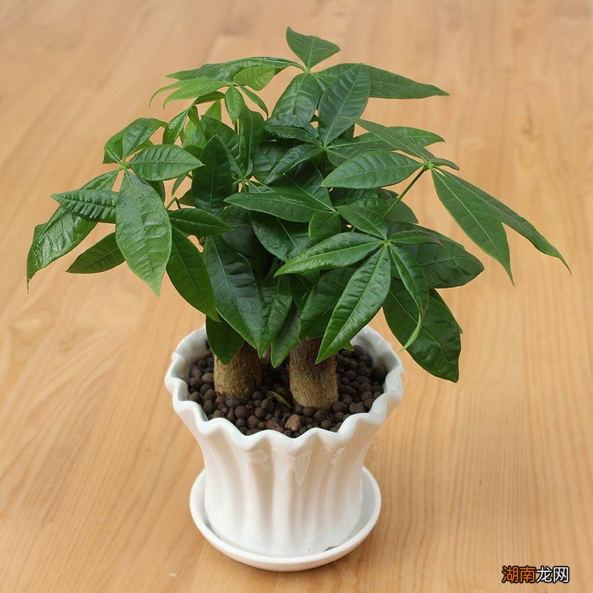 发财树浇啤酒水叶绿长得旺 发财树用啤酒养才茂盛