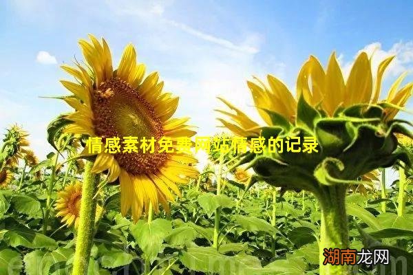 情感素材免费网站情感的记录