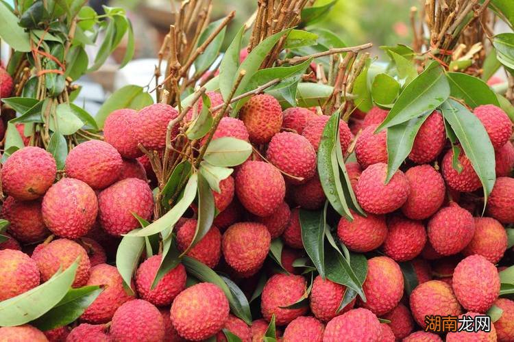 维c含量最高的水果排名