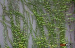 爬山虎是怎么样往上爬的过程