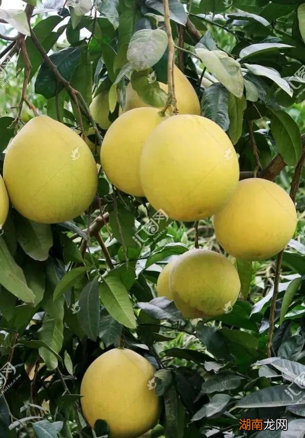 上供最好的六种水果有哪些