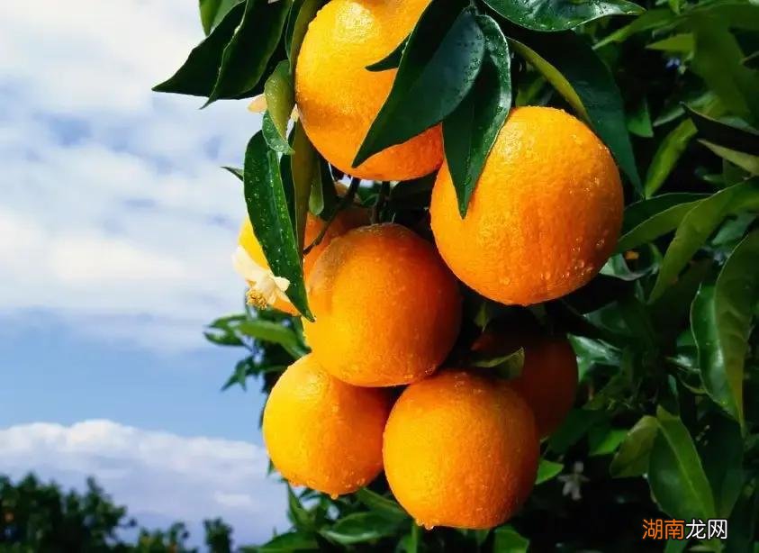 上供最好的六种水果有哪些