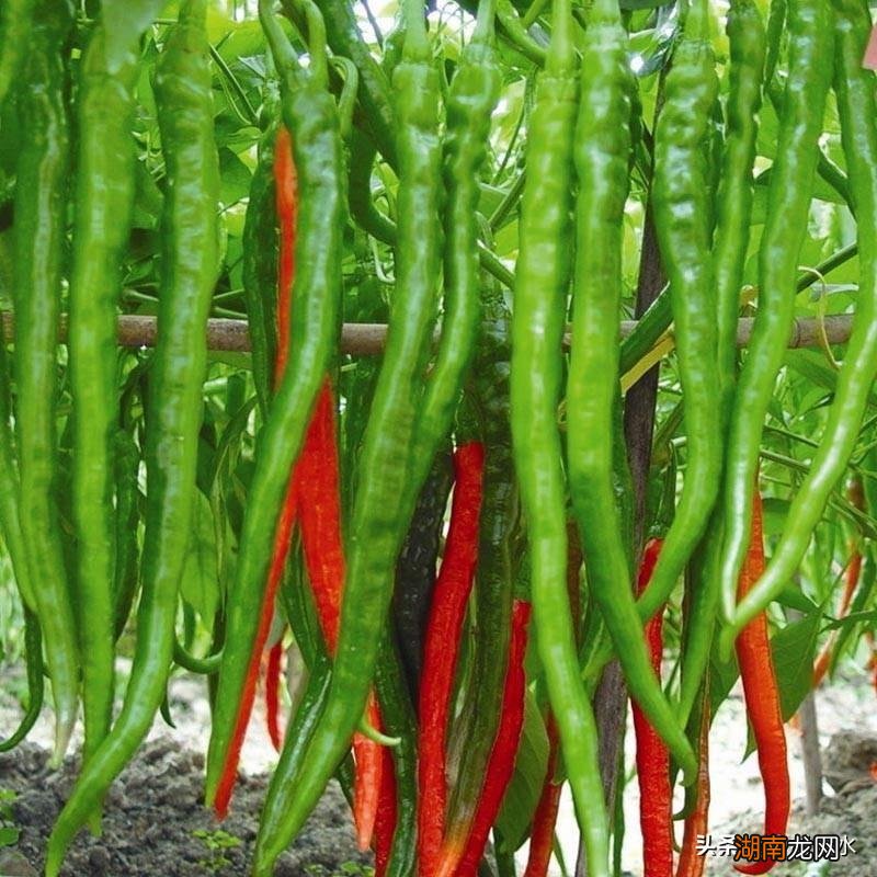 辣椒种子育苗方法全过程