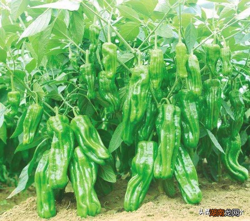 辣椒种子育苗方法全过程