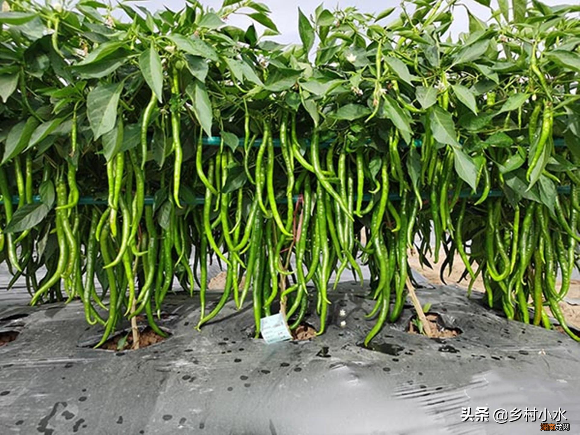 辣椒种子育苗方法全过程