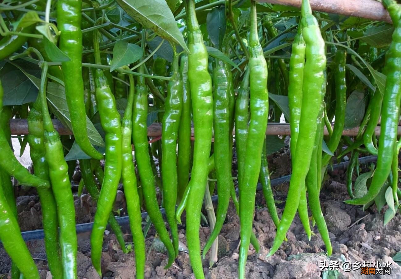 辣椒种子育苗方法全过程