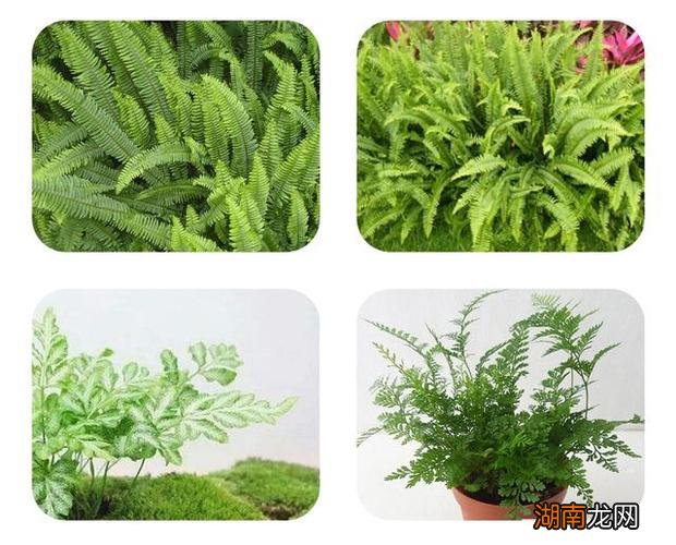 蕨类植物的主要特征和生活环境介绍