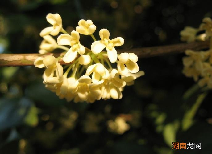 秋季花去花卉名称 什么花在秋天开放香气浓郁