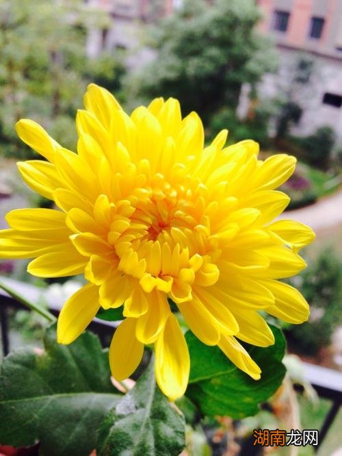 秋季花去花卉名称 什么花在秋天开放香气浓郁