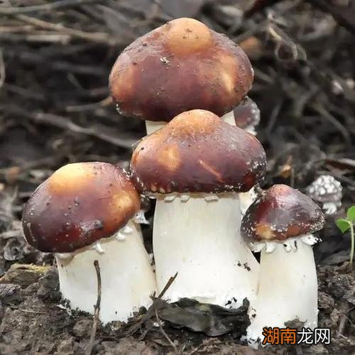 赤松茸和松茸区别图片