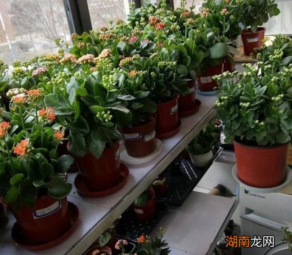 不同季节光照要求 长寿花能晒太阳吗