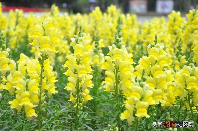 10种黄色系的庭院花卉推荐 黄色的花都有什么花图片