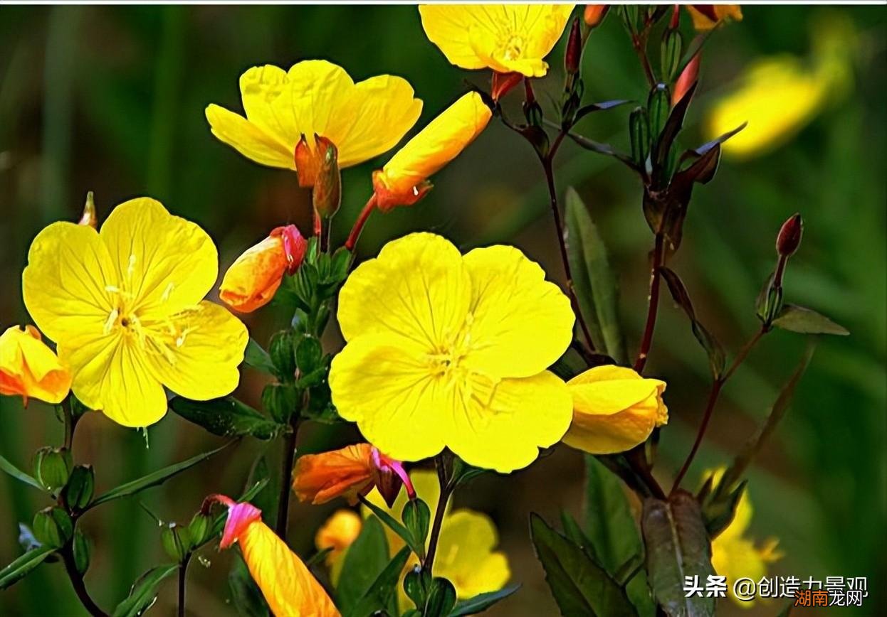 10种黄色系的庭院花卉推荐 黄色的花都有什么花图片