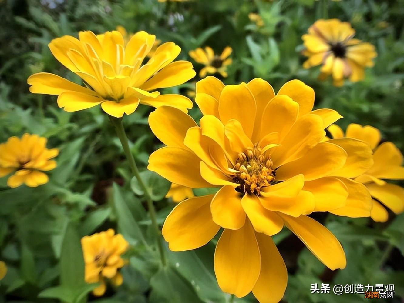 10种黄色系的庭院花卉推荐 黄色的花都有什么花图片