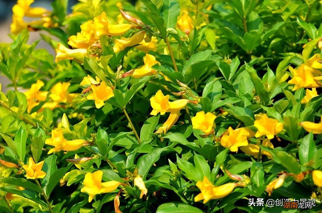 10种黄色系的庭院花卉推荐 黄色的花都有什么花图片