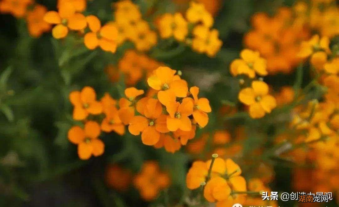 10种黄色系的庭院花卉推荐 黄色的花都有什么花图片