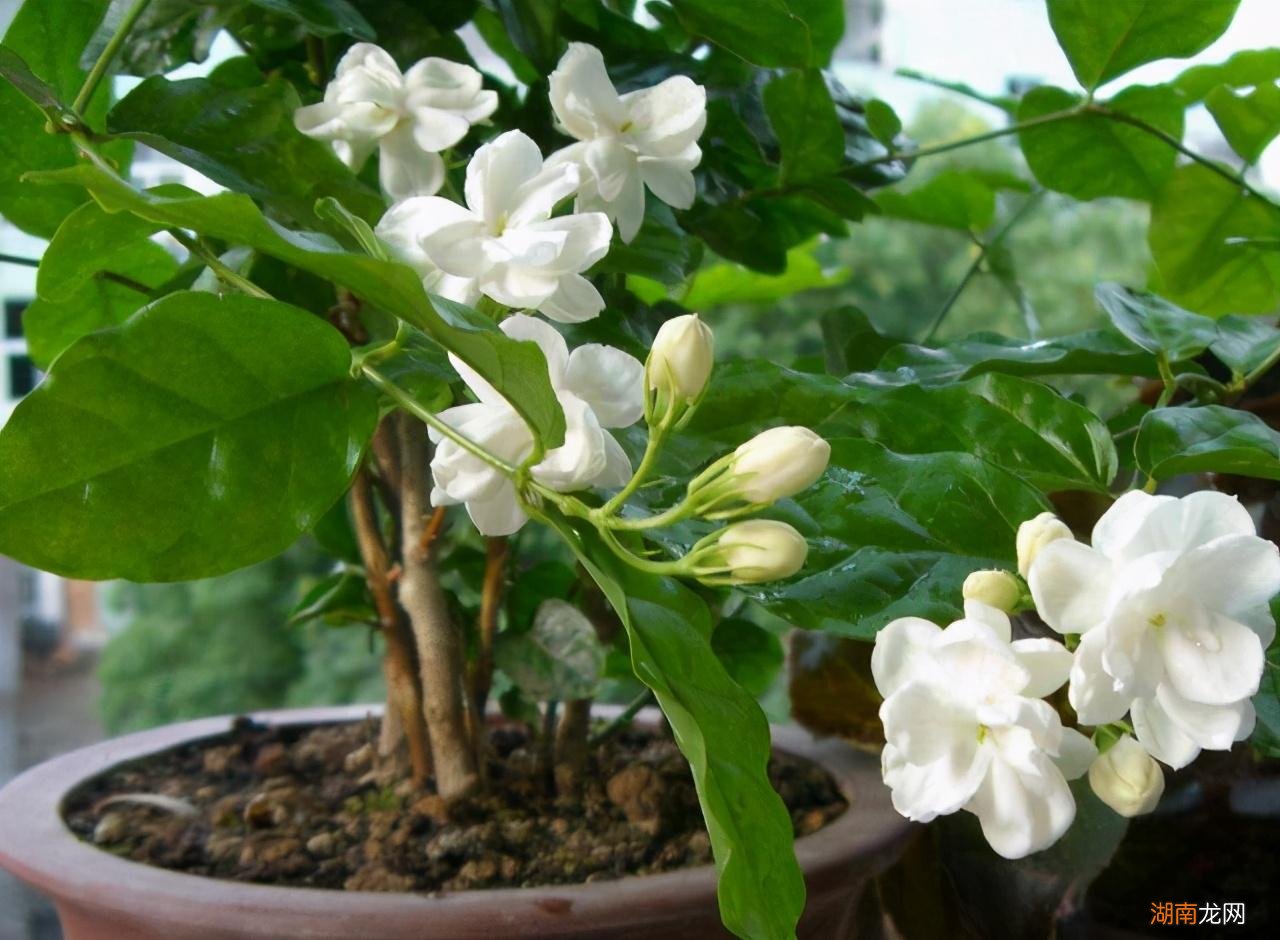 公认阳台好养的植物盆栽 适合阳台暴晒的绿植