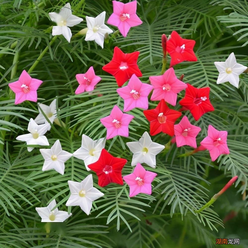 公认阳台好养的植物盆栽 适合阳台暴晒的绿植