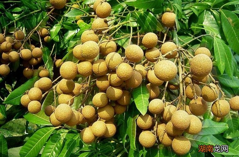 从图片样子就看出来了 荔枝和龙眼的区别在哪