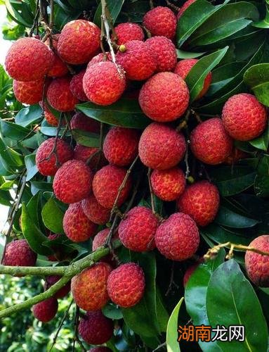 从图片样子就看出来了 荔枝和龙眼的区别在哪