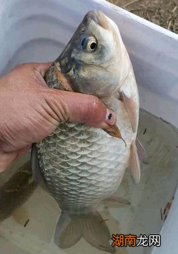 野钓用5号钩适合钓什么鱼 5号钩能钓多大的鱼