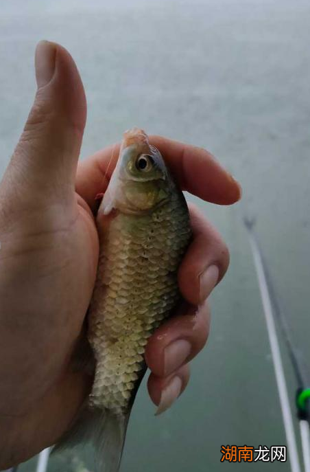 ?两左右小鲫鱼用吃铅量多大 2克吃铅钓衸暧愦蟛淮?