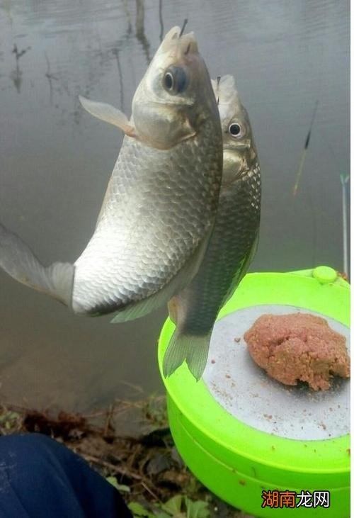 ?两左右小鲫鱼用吃铅量多大 2克吃铅钓衸暧愦蟛淮?