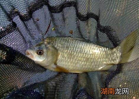 ?两左右小鲫鱼用吃铅量多大 2克吃铅钓衸暧愦蟛淮?