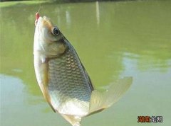 ?两左右小鲫鱼用吃铅量多大 2克吃铅钓衸暧愦蟛淮?