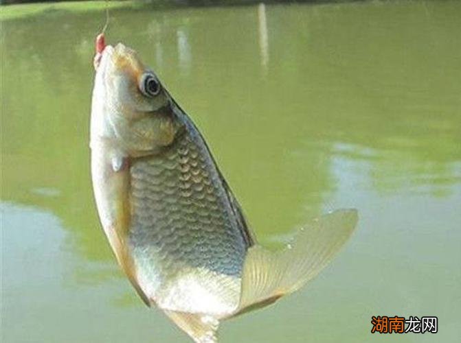 ?两左右小鲫鱼用吃铅量多大 2克吃铅钓衸暧愦蟛淮?