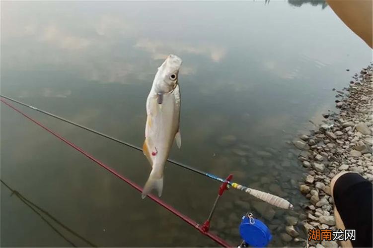 0.8主线配0.8子线可以吗 0.8主线能钓多大的鱼