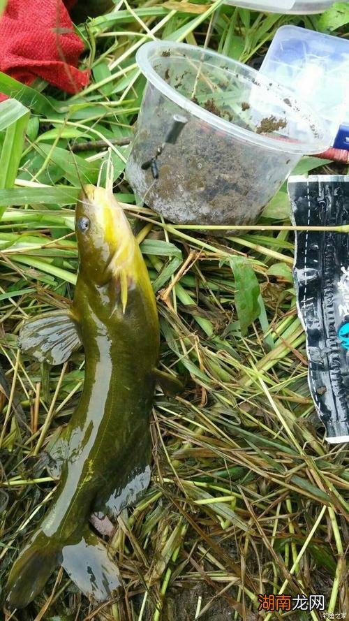 在河里钓黄辣丁技巧 白天怎么钓黄辣丁才来得快