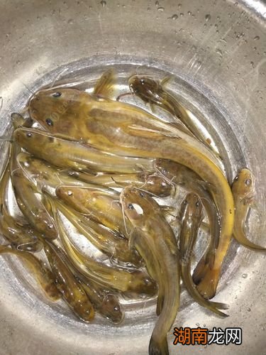 在河里钓黄辣丁技巧 白天怎么钓黄辣丁才来得快