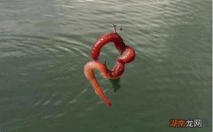 哪个当饵料效果比较好 蚯蚓和猪肝哪个钓鱼好