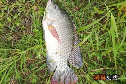 全方位解读:罗非鱼习性和钓法 罗非鱼的钓法与技巧