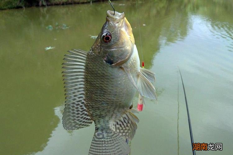 全方位解读:罗非鱼习性和钓法 罗非鱼的钓法与技巧