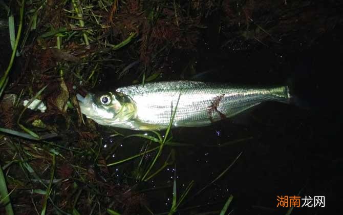 路亚翘嘴钓深水还是浅水 路亚钓翘嘴的技巧和手法