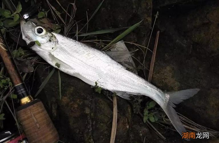 手竿玉米钓翘嘴调漂的方法 手竿钓翘嘴调漂技巧