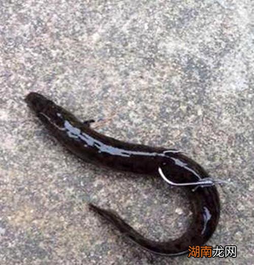 不能用泥鳅钓鱼的原因说明 为什么不能用泥鳅钓鱼