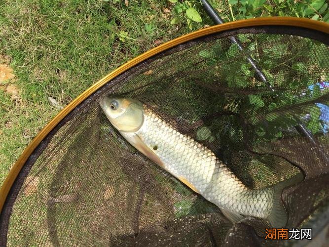 水库草鱼一般在水深多少米 水库钓草鱼怎么选钓位及水深