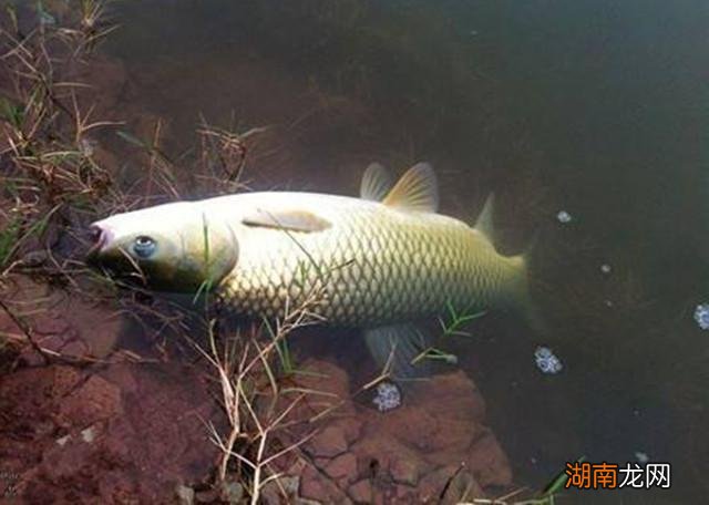 黑坑钓鲤鱼技巧 钓鲤鱼经典口诀教学