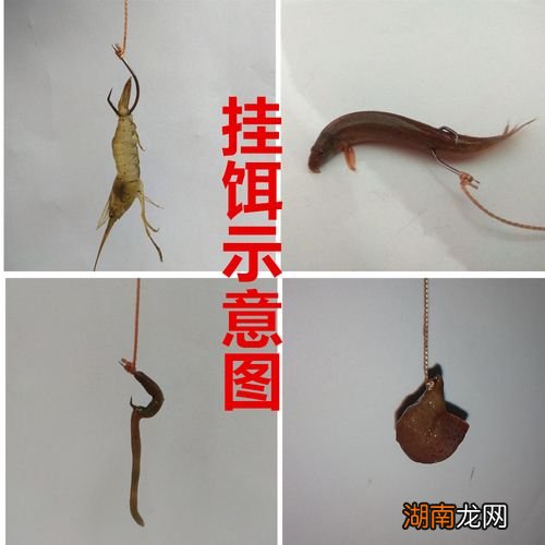 钓鱼挂饵正确方法 饵料钓鱼怎么挂饵技巧