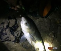 晚上鲢鳙钓深钓浅效果好 夏天晚上能钓鲢鳙吗