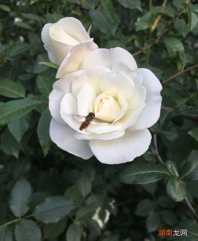 情感专家真的懂感情吗