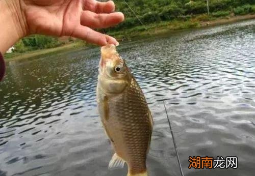 一天中几点钓鱼容易上钩 怎样钓鱼才能使鱼快速上钩