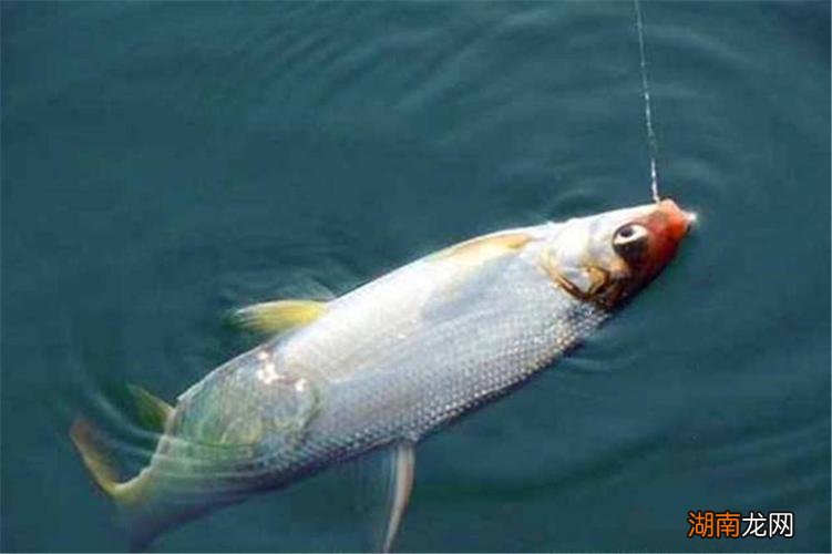 钓黄尾鲴饵料配方 钓黄尾鲴的最佳饵料测评