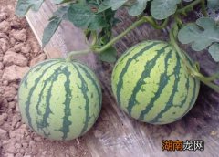 8424西瓜品种种植与管理方法 一亩8424西瓜大棚利润多少