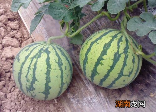 8424西瓜品种种植与管理方法 一亩8424西瓜大棚利润多少