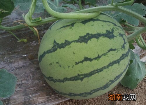 8424西瓜品种种植与管理方法 一亩8424西瓜大棚利润多少